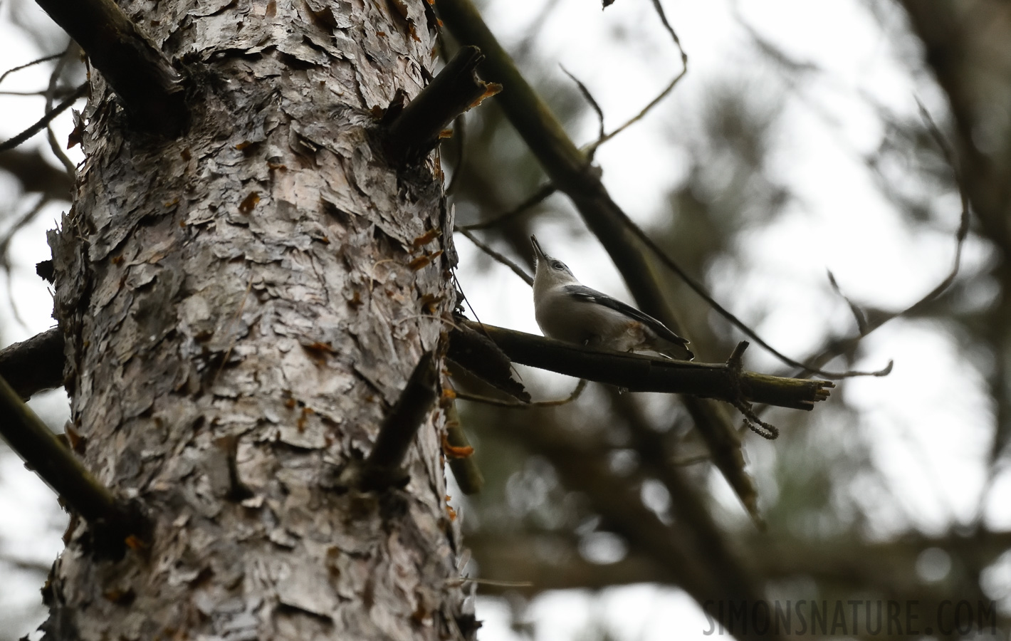 Sitta carolinensis carolinensis [400 mm, 1/400 Sek. bei f / 8.0, ISO 2500]